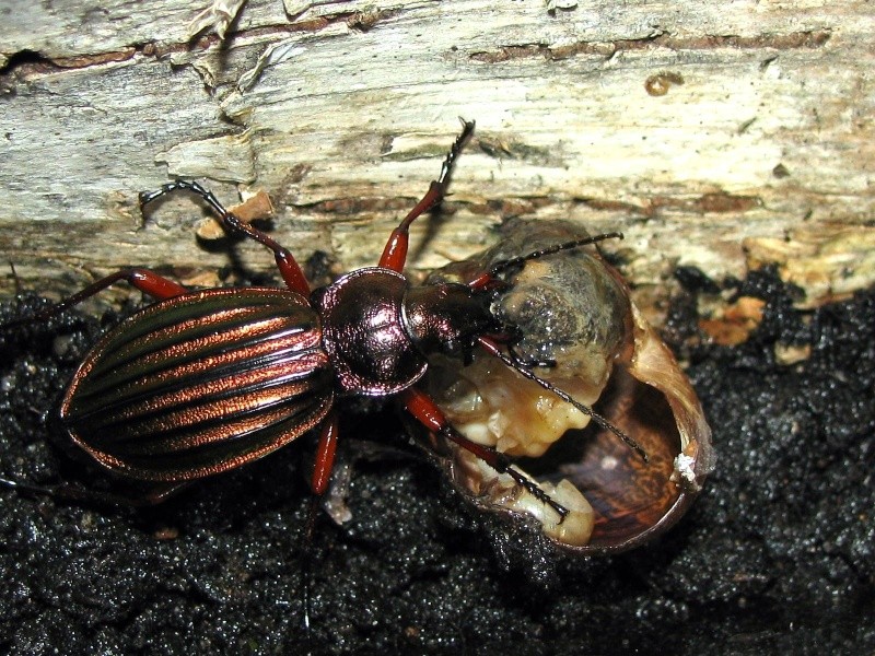 Dégustation d'un escargot. (Coleoptera Carabidae) Img_5623