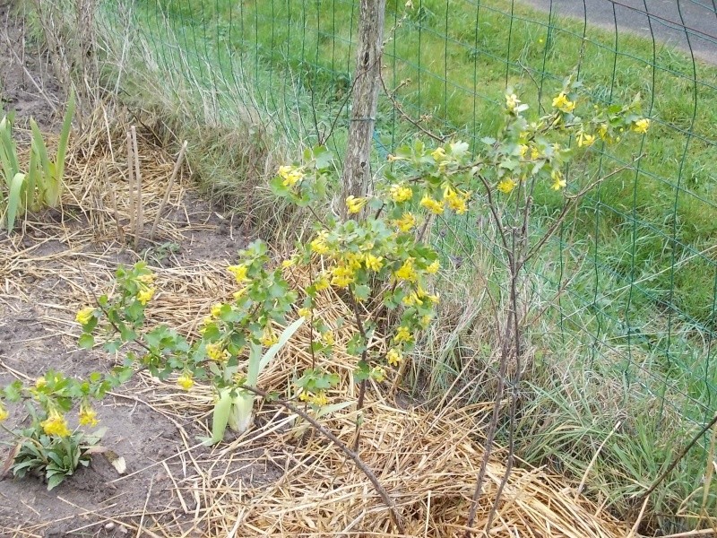 Groseillier à fleurs jaunes : Ribes odoratum - Page 2 Dscn9214