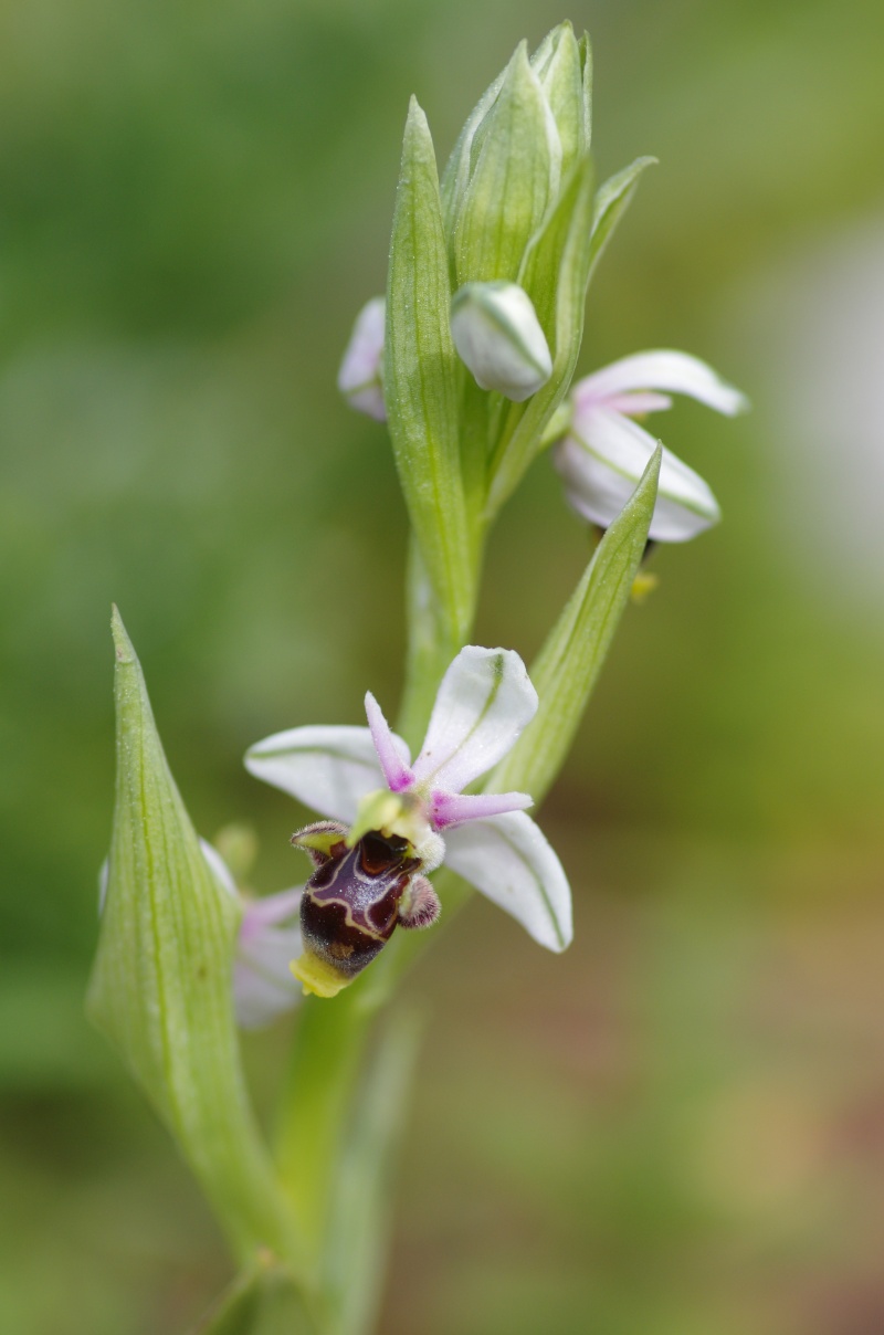 Ophrys picta (Ophrys peint) Alcabi13