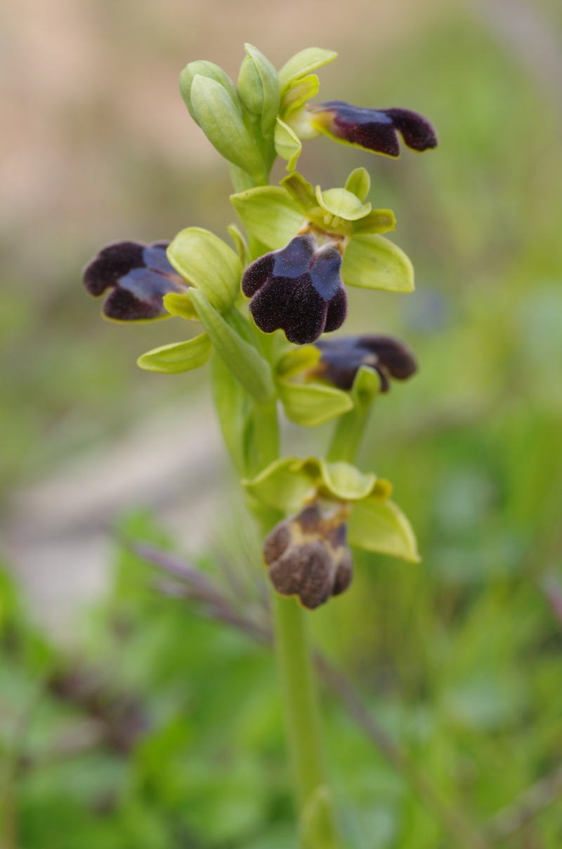 Ophrys fusca (Ophrys brun) Alcabi15