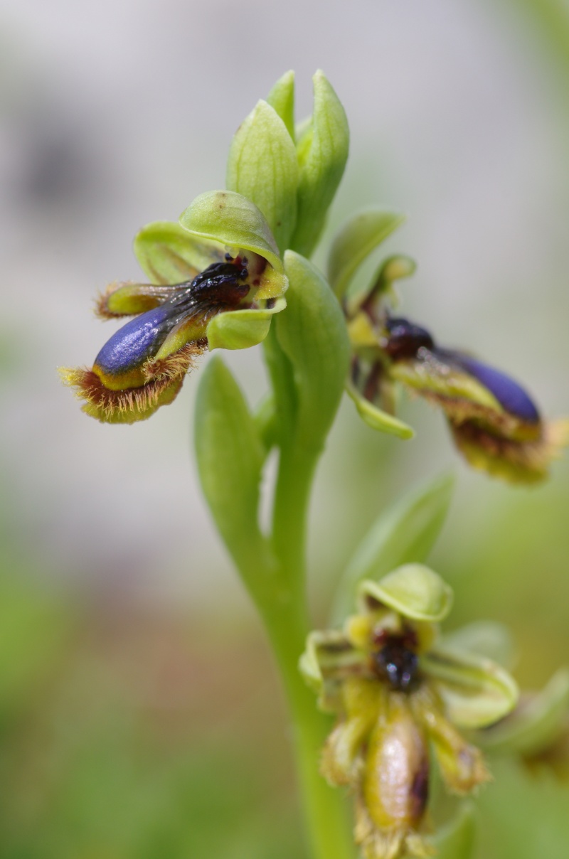 Ophrys vernixia (Ophrys vernissée, Ophrys du Portugal) Alcabi19