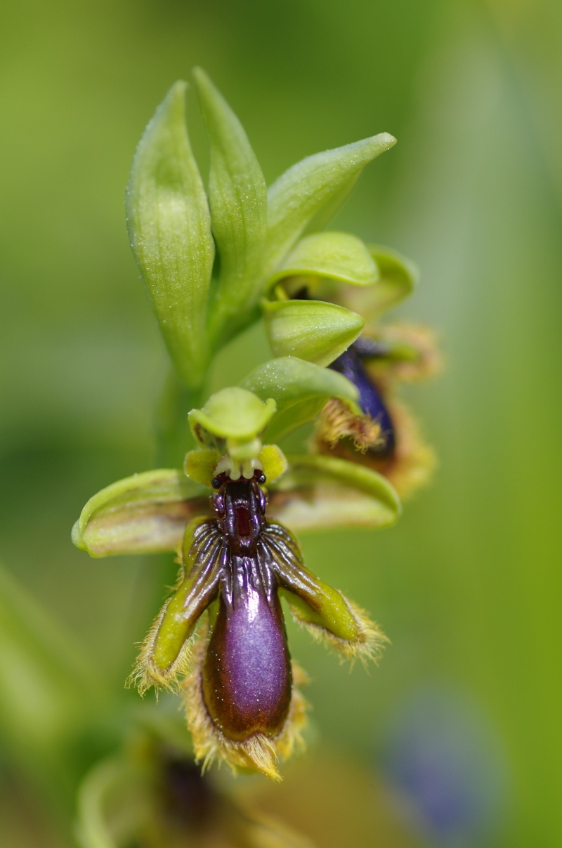 Ophrys vernixia (Ophrys vernissée, Ophrys du Portugal) Alcabi21