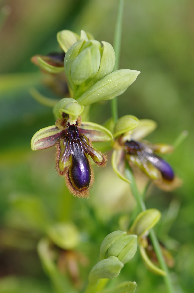 Ophrys vernixia (Ophrys vernissée, Ophrys du Portugal) Alcabi22