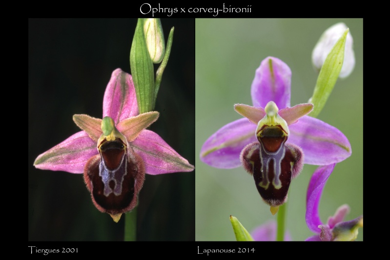 Ophrys apifera x aveyronensis Corvey12