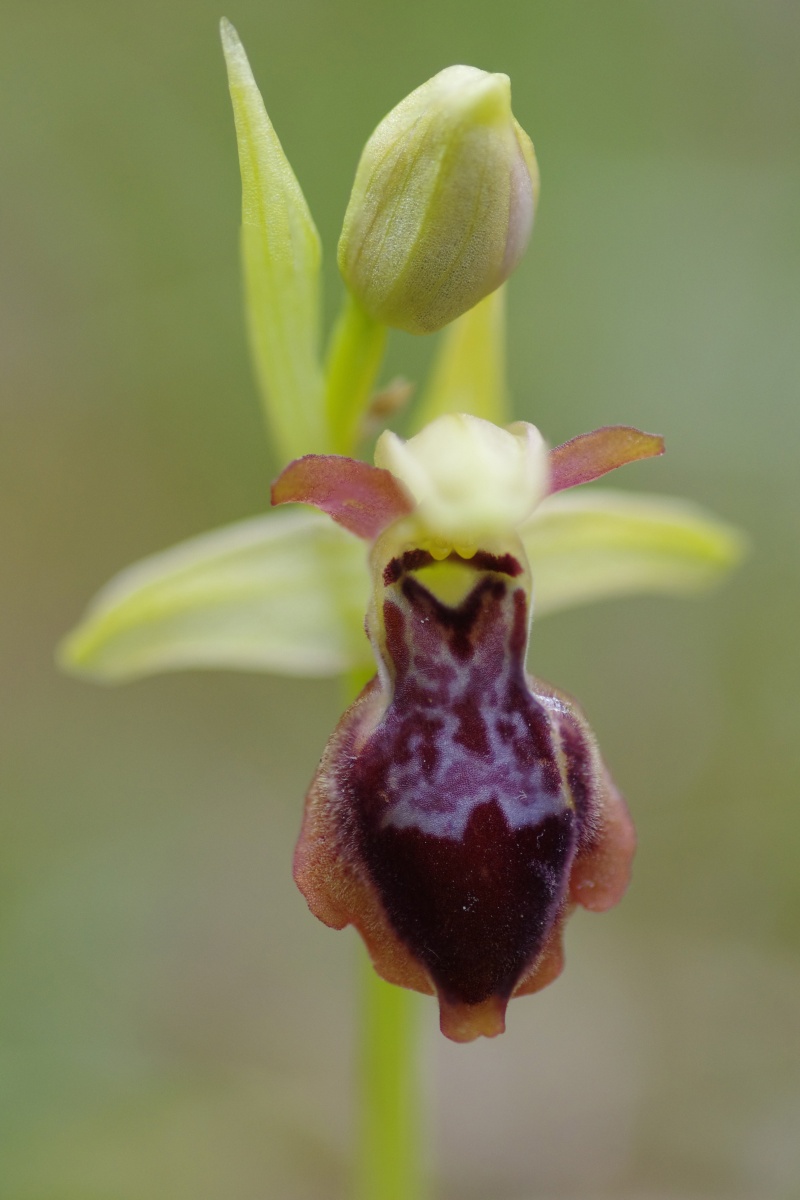 Ophrys aveyronensis × lutea Ophrys15