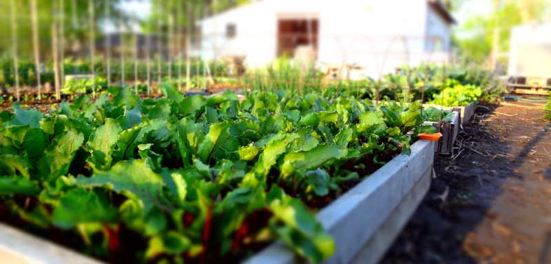 more garden pics Beets210
