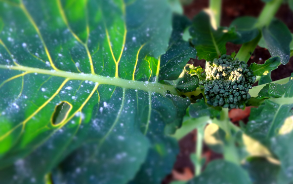 more garden pics Brocco11