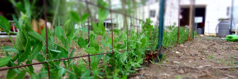 Community Garden: more pics Pea_tr10