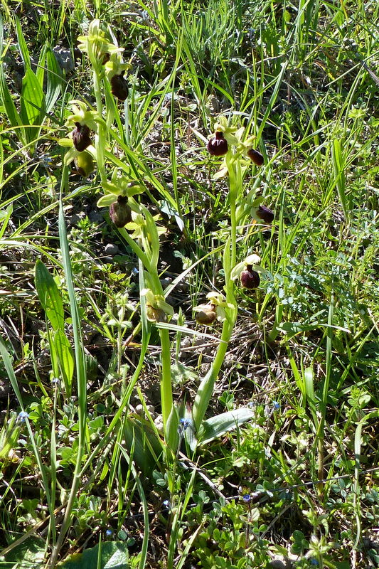 O. occidentalis du Rhône avril 2016 P1010015