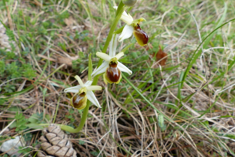 Ophrys araneola Chitry 89   4/2016 P1010211