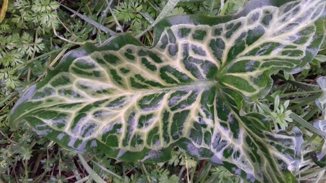 Arum italicum 20190119