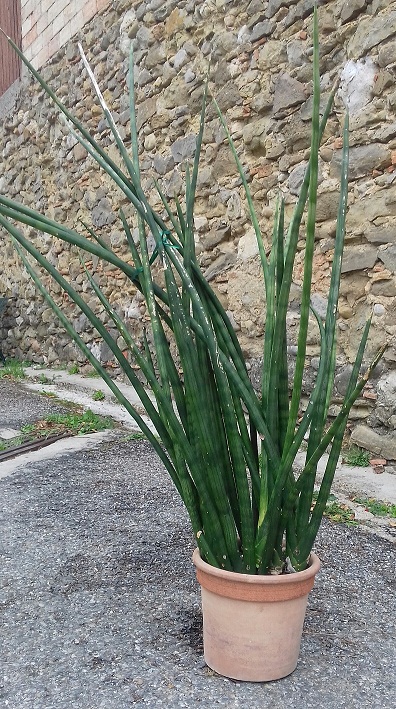 Sansevieria cylindrica - Page 2 20201120