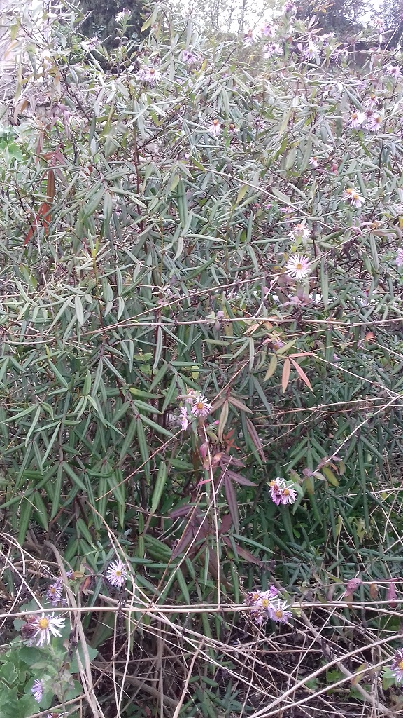 Zanthoxylum armatum - poivre de Timut - Page 2 20211215