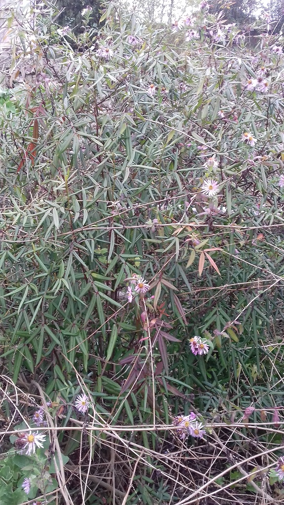 Zanthoxylum armatum - poivre de Timut - Page 2 20211215