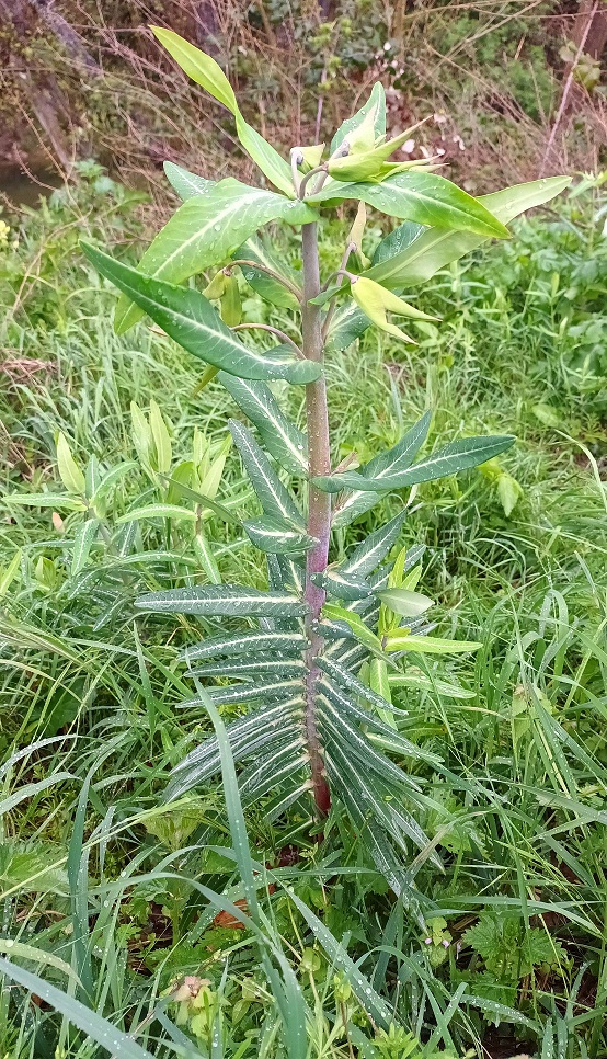 Euphorbia lathyris (= Euphorbia decussata) - euphorbe épurge 20220410