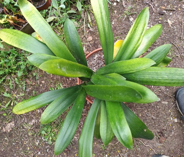 Clivia miniata - Page 8 20220413