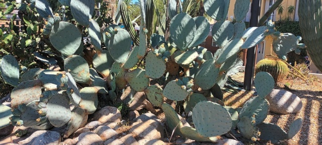 Opuntia robusta - Page 2 20220810
