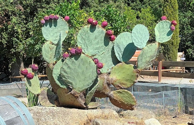 Opuntia robusta - Page 2 20220811