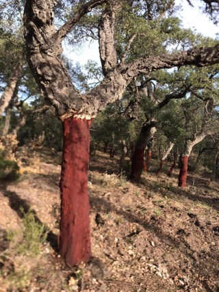 Quercus suber - chêne liège - Page 5 Img-2019
