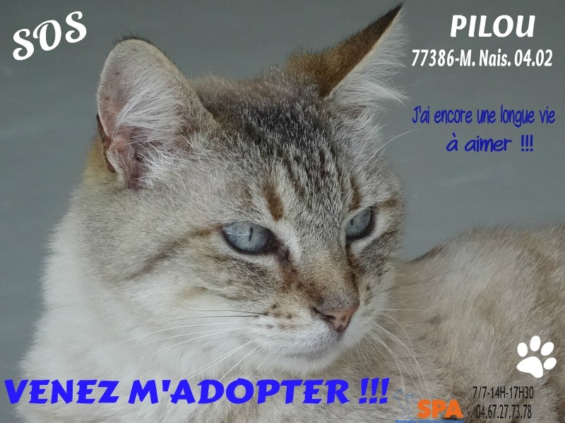 GRAND SOS POUR PILOU CHAT DE 14 ANS !!!! IL ENCORE TANT D'AMOUR A DONNER !!!! Sos_ma10