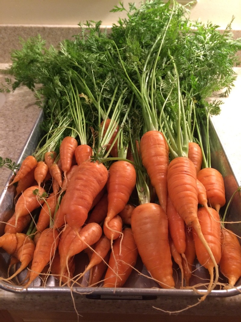 2016 SFG in Brooks, Ga - Page 3 Carrot11