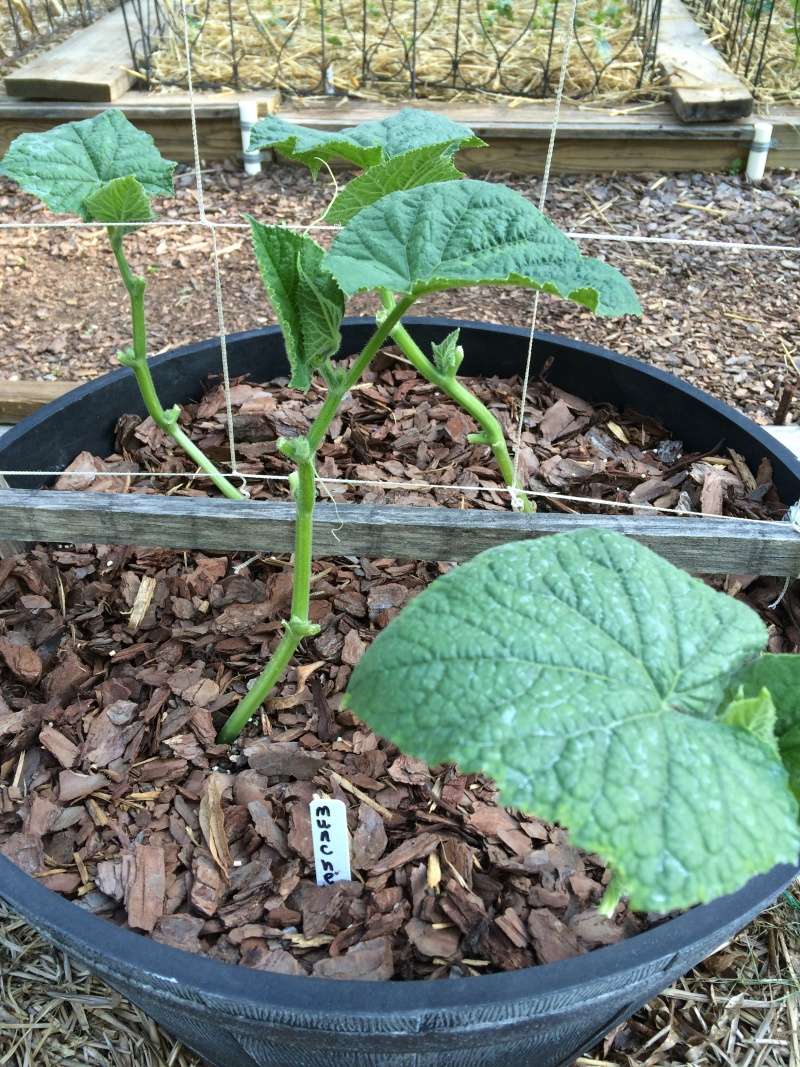 Downy Mildew on Cucumbers - Page 2 Cucmbe10