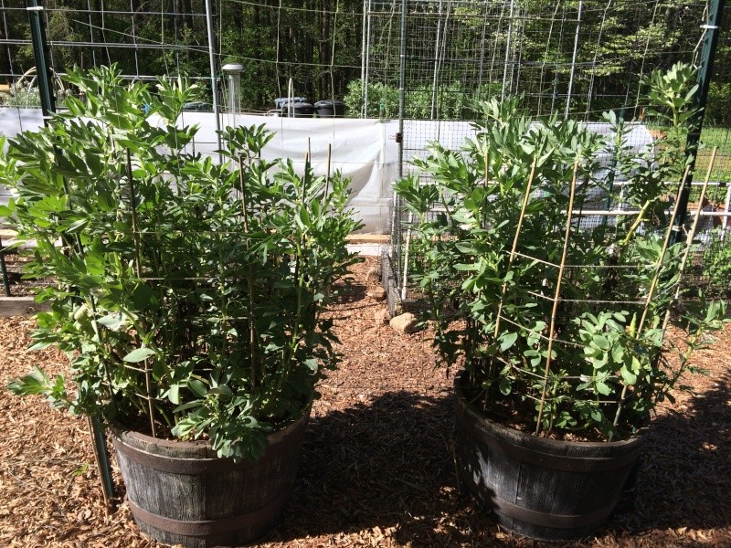 2016 SFG in Brooks, Ga - Page 2 Fava_b12
