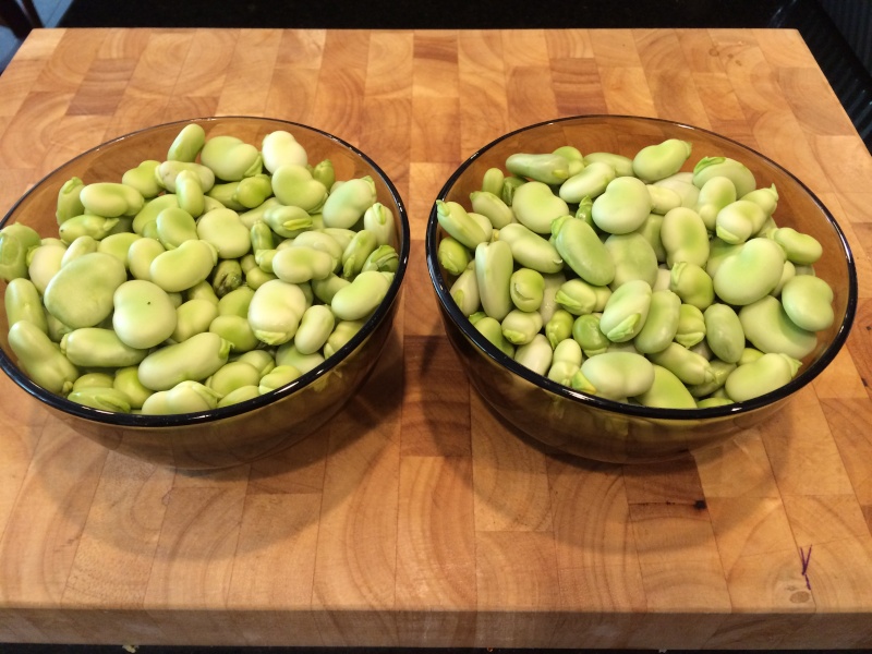 2016 SFG in Brooks, Ga - Page 3 Fava_b15
