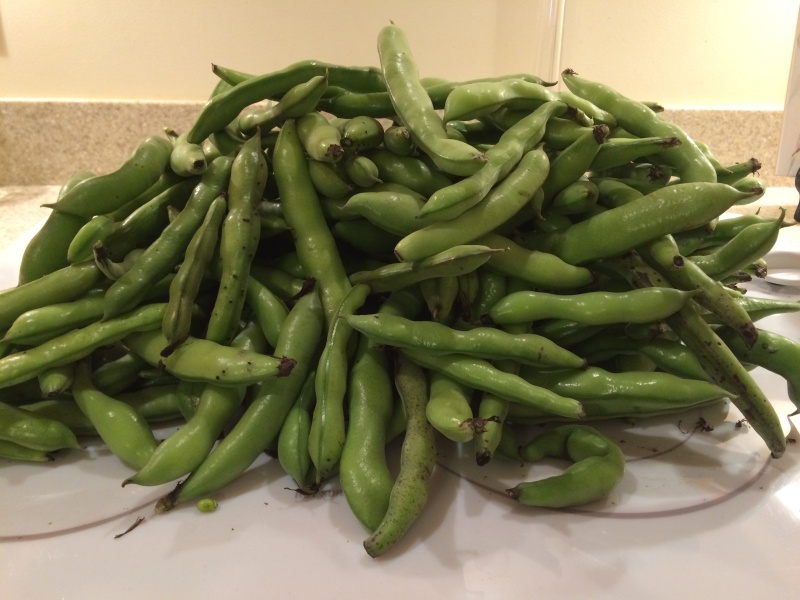 2016 SFG in Brooks, Ga - Page 3 Fava_b17