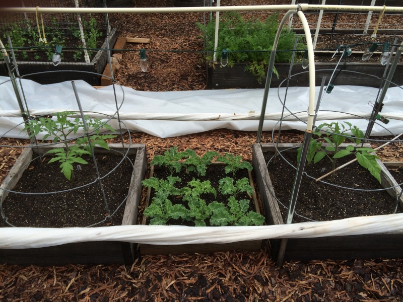 2016 SFG in Brooks, Ga Tomato11