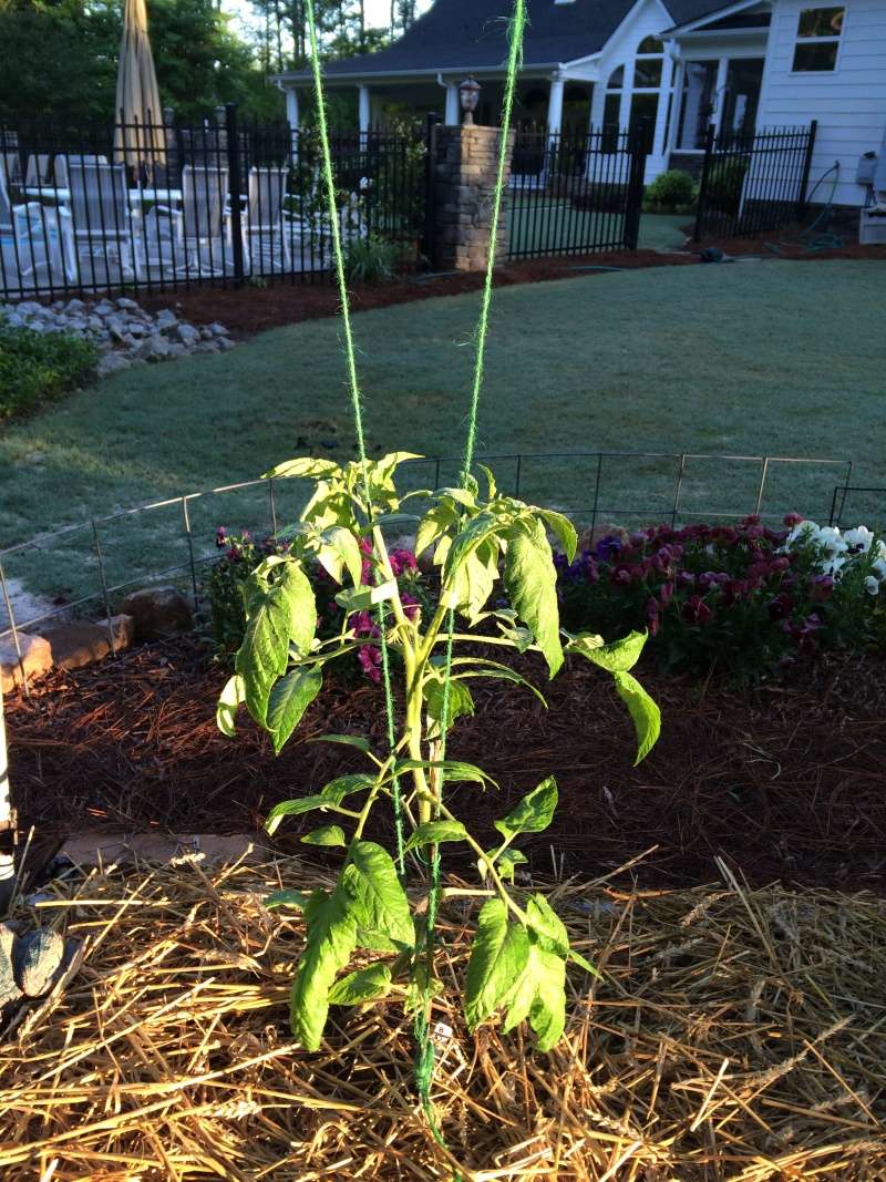 Has55's Garden Photos, vertical growing with string Tomato20