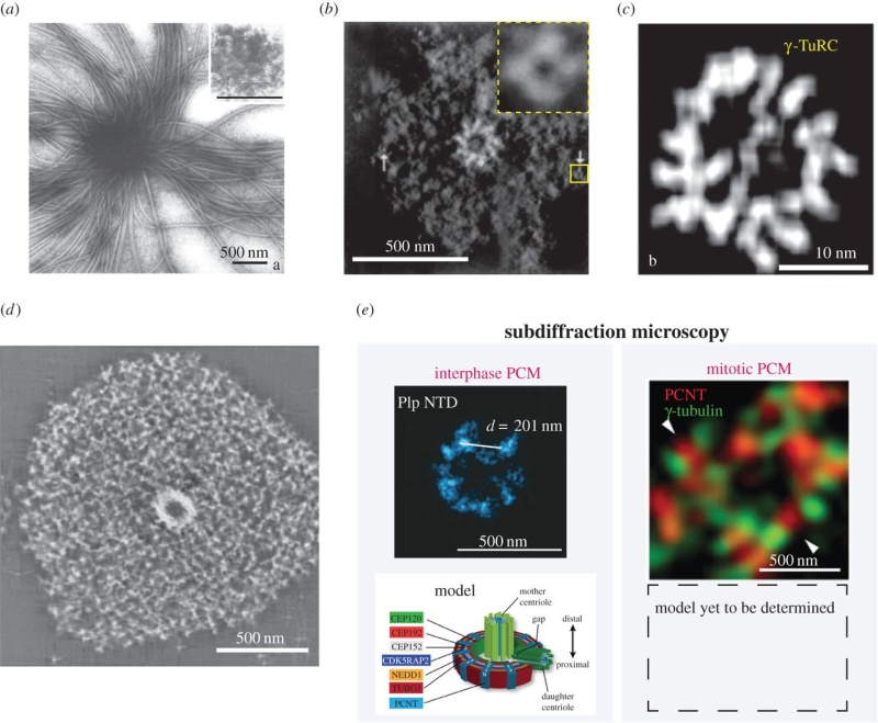 spindle - Centriole biogenesis, and the duplication cycle, amazing evidence of design F1_lar15