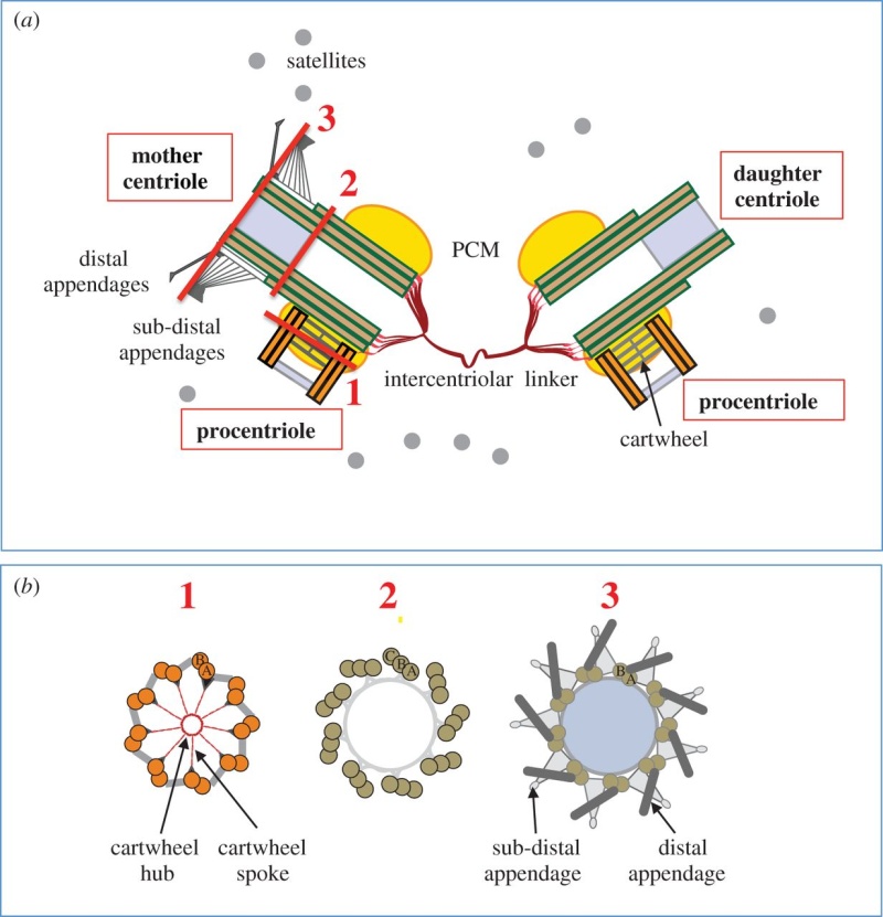 Centriole biogenesis, and the duplication cycle, amazing evidence of design F1_lar18