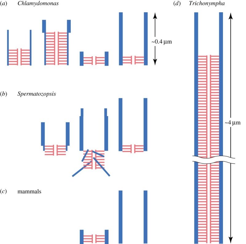 Centriole biogenesis, and the duplication cycle, amazing evidence of design F2_lar10