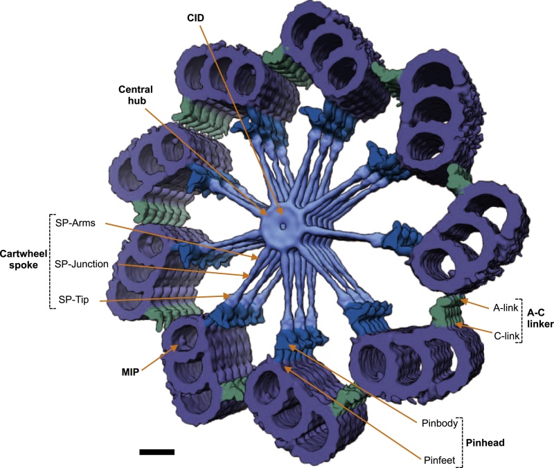 spindle - Centriole biogenesis, and the duplication cycle, amazing evidence of design Gr7_lr10