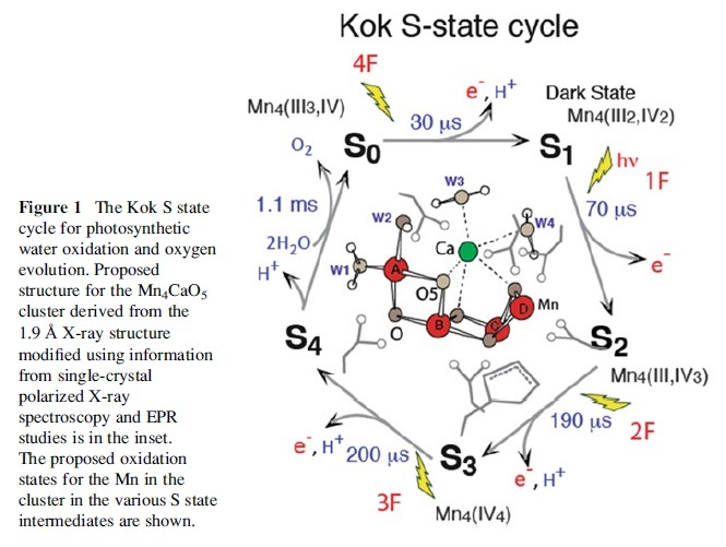 The oxygen evolving complex (OEC) of photosystem II is irreducible complex. Kik_cy10