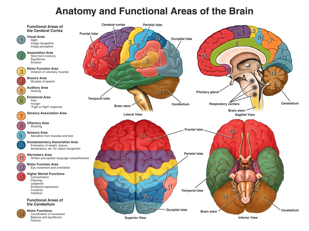 The human brain, marvel of design Neuroa11