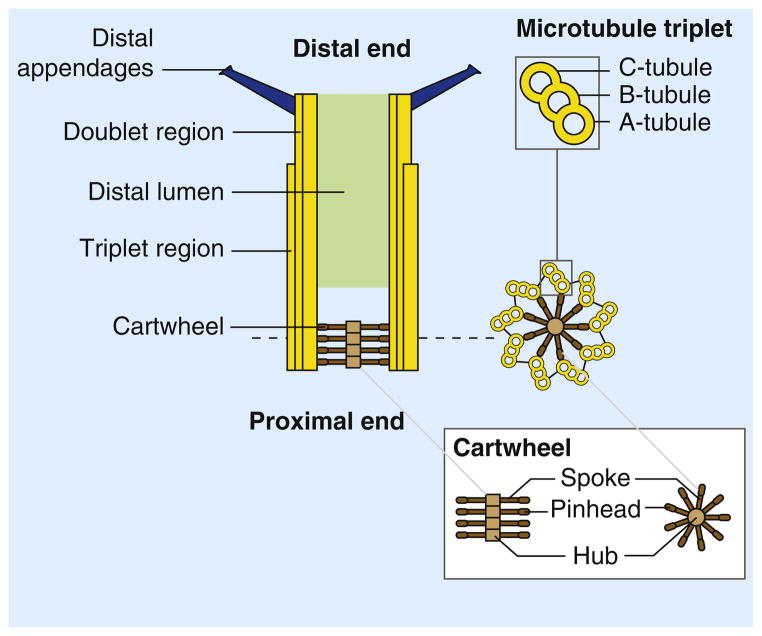 Centriole biogenesis, and the duplication cycle, amazing evidence of design Nihms210