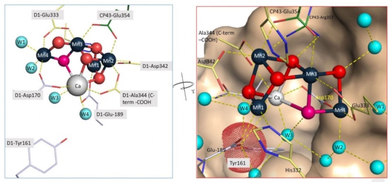 The oxygen evolving complex (OEC) of photosystem II is irreducible complex. Psii_d11