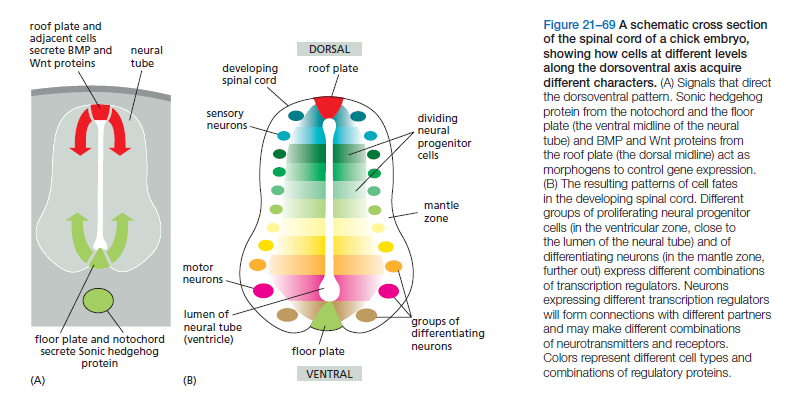 Neural development Spinal10