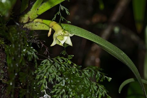 Orchidées sauvages de la Réunion Agraec12