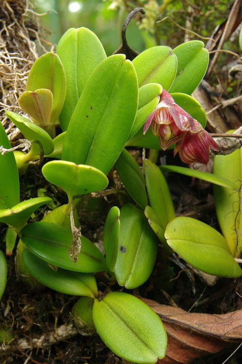 Orchidées sauvages de la Réunion - Page 3 Bulbop11