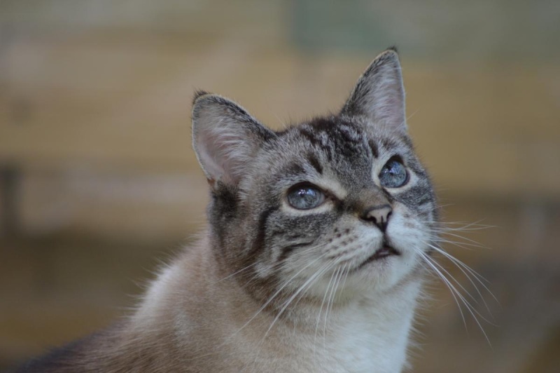 Oggy notre vieux matou Dsc_0011