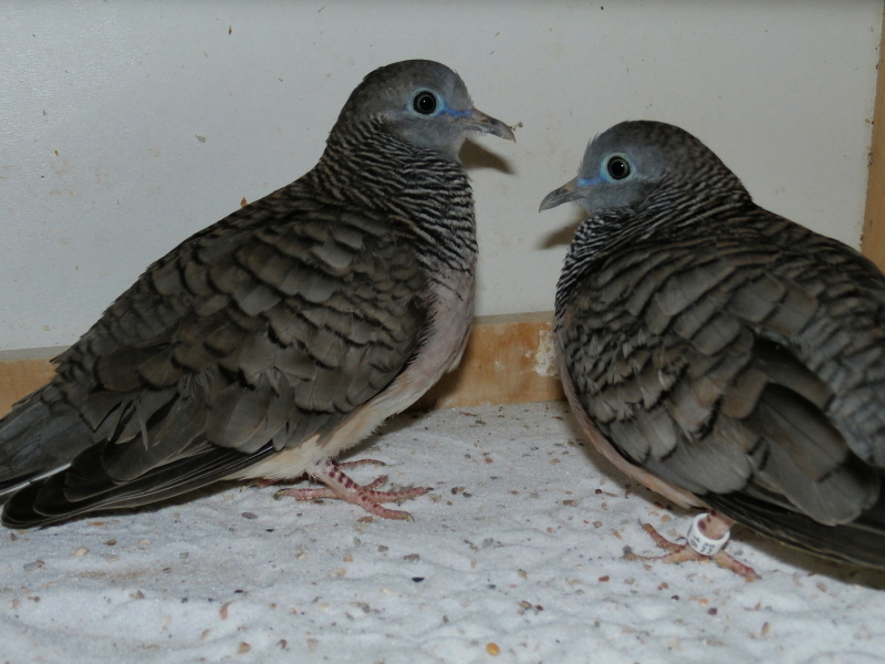 Petites colombes P2070010