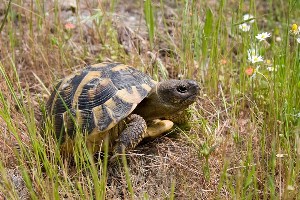 Symbole du Totem Tortue10