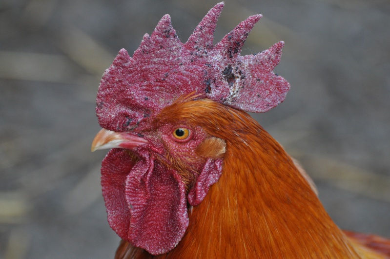 Pourquoi Ma Poule A La Crete Qui Tombe problème de crête