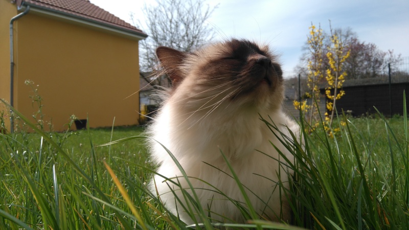 Concours d'Avril 2016 : chat et printemps Dsc_0010