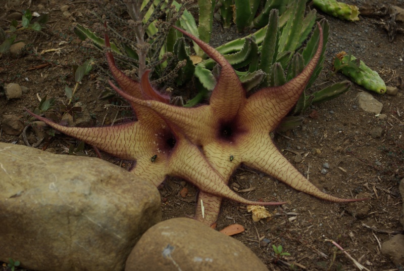 Stapèlias gigantea Imgp6610