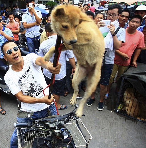 Contre la vente de viande de chien! Yulin-10