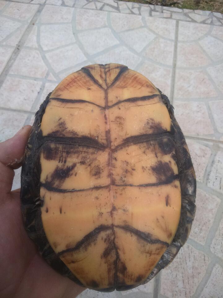 identification tortue trouvée Dsc_0013